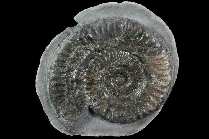 Jurassic Ammonite (Hildoceras) - England #81303